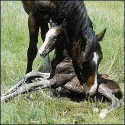 Comment s'appelle quand la jument pouline ?