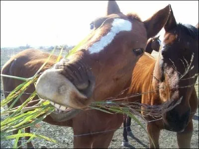 Qu'est-ce-qui est bon pour le cheval ?