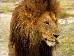 Le lion mesure :