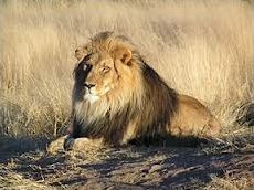 Quiz Lions