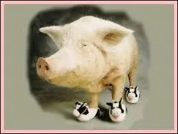 Quand tes-vous dans vos petits souliers ?