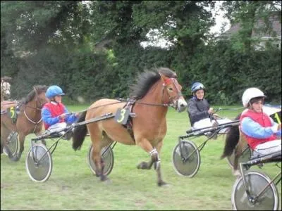 Quelle discipline de la FFE pratiquent-ils ?