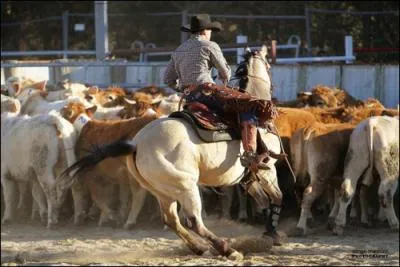 Quelle discipline pratique-t-il ?