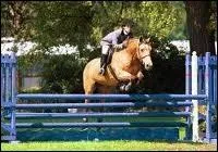 Quelle discipline pratiquent-ils ?