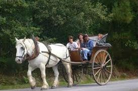 Quiz Equitation