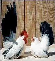 Quelle est cette race ?