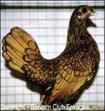 Quelle est cette race ?