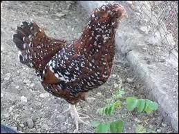 Quelle est cette race ?