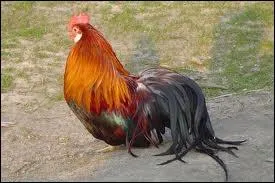 Quelle est cette race ?