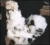 Quelle est cette race ?