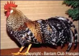 Quelle est cette race ?