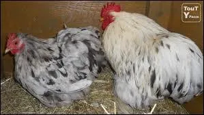 Quelle est cette race ?