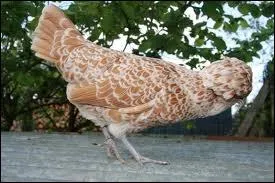 Quelle est cette race ?