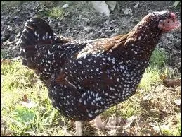 Quelle est cette race ?