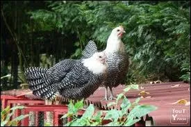 Quelle est cette race ?