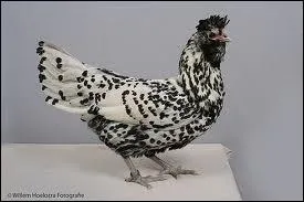 Quelle est cette race ?