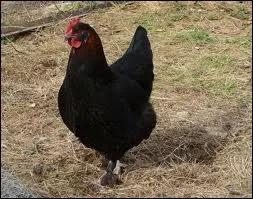 Quelle est cette race ?