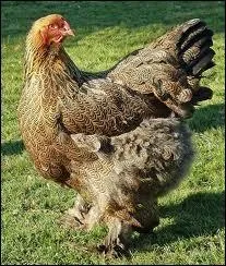 Quelle est cette race ?