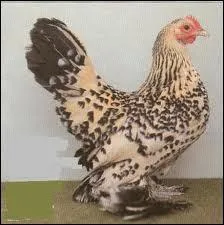 Quelle est cette race ?