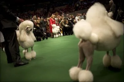 Lors d'une exposition canine, le rsultat final d'un chien peut-il tre influenc par le manieur ?