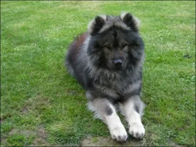 De quelle race s'agit-il ?