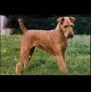 De quelle race s'agit-il ?