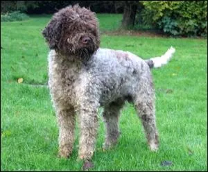 De quelle race s'agit-il ?