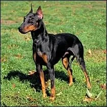 De quelle race s'agit-il ?