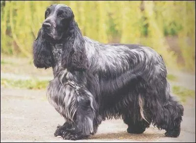 De quelle race s'agit-il ?