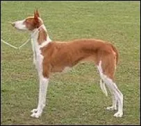 De quelle race s'agit-il ?