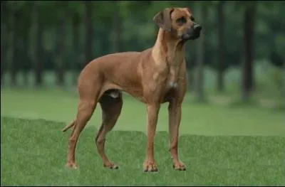 De quelle race s'agit-il ?