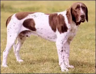 De quelle race s'agit-il ?