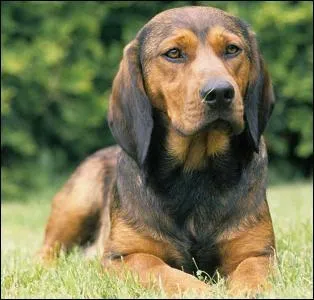 De quelle race s'agit-il ?