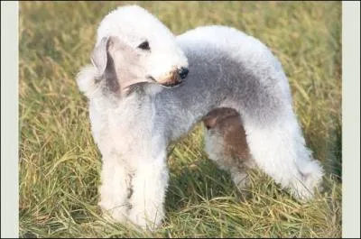 De quelle race s'agit-il ?