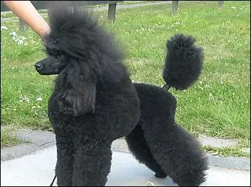 De quelle race s'agit-il ?