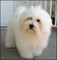 De quelle race s'agit-il ?