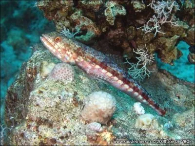 Le poisson-lzard appartient  l'ordre des :