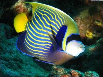 Le poisson-ange-empereur est du mme ordre que :