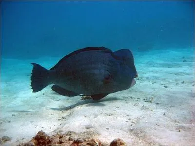 Le poisson perroquet  bosse mange :