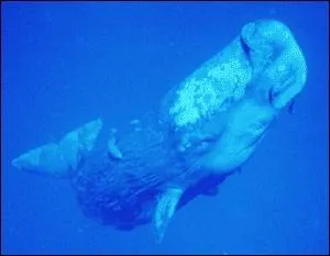 Le cachalot se nourrit de :