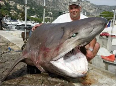 Le requin griset a :