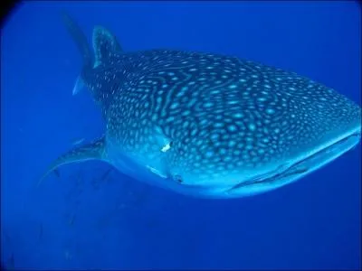 Le requin-baleine et du mme ordre que :