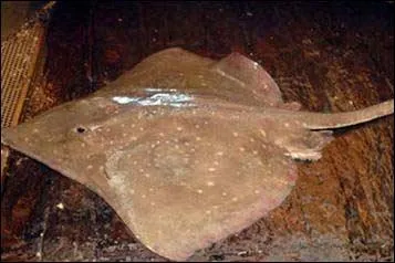 Quelle est la raie la plus dangereuse entre ces deux-l ?