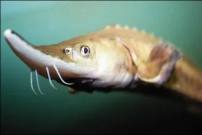 Comment s'appellent les bbs de l'esturgeon ?