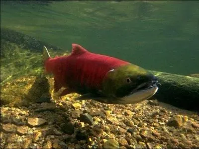 Le saumon nerka mesure :