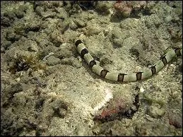 L'anguille  bande imite :