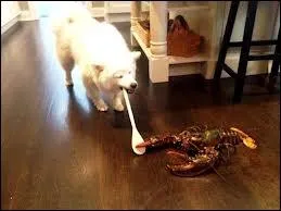 Dans ce duel, qui se défend contre ce chien pour ne pas finir à la casserole ?