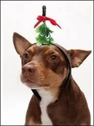 Les traditions ont (parfois ! ) du bon, alors selon la tradition où s'embrasse-t-on ?