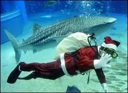 En apne avec masque, tuba et palme, ou encore avec des bouteilles. Quelle est cette discipline ?