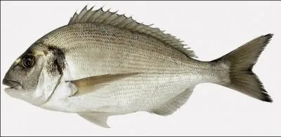 Parmi ces poissons, lequel est dmersal bentho-plagique ?